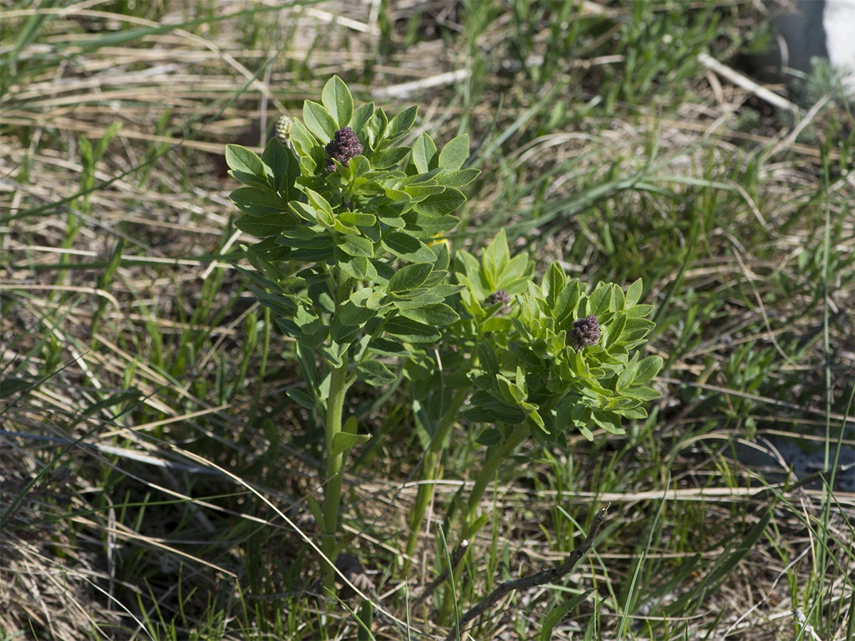 Dictamnus albus